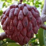 NMK Golden Custard Apple