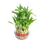 Lucky Bamboo plants