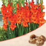 Gladiolus (Orange) - Bulbs (set of 10)