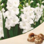 Gladiolus (White) - Bulbs (set of 10)