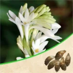 Rajnigandha, Tuberose - Bulbs (set of 10)