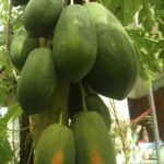 Papaya F1 Hybrid (10 Seeds)