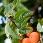 Japanese Persimmon(grafted)