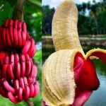 Tiso RED Banana/Kela