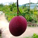 ORIGINAL MIYAZAKI MANGO