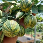 Verigate Malta orange