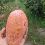 Thailand Red Mango(Grafted)