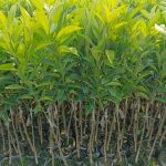 ROUF MANDARIN ORANGE