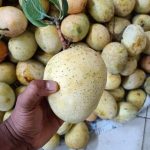 GOURMOTI MANGO(Late verity)