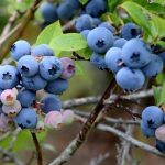 Blue berry (Tropical verity)