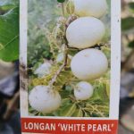 WHITE PEARL LONGAN