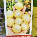 SEED LESS LONGAN