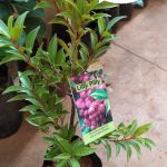 LILY PILY FRUIRT PLANT