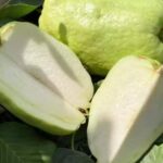 SEEDLESS GAUVA/JAPANIS WHITE DAIMONDA GAUVA