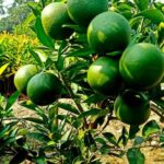 VEITNAM MALTA ORANGE