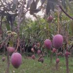 JAPANIS MIYAZAKI MANGO