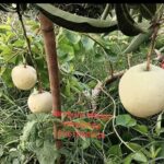 JAMBURA MANGO PLANTS