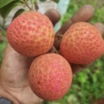 C3 LITCHI