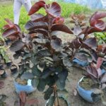 JAPANIS BLACK DAIMOND GAUVA/BLACK DAMON GAUVA