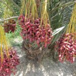 AZWAH KHEJUR/ARABIAN DATES PLANTS