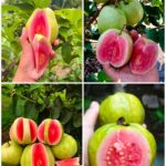 RED KING GAUVA/RED KING AMRUDH(THAILAND VERITY)