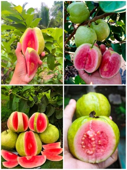 RED KING GAUVA/RED KING AMRUDH(THAILAND VERITY)