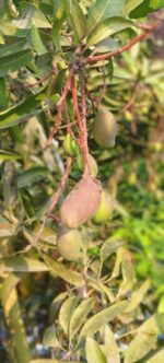 Australian Banana Red Mango - Image 4