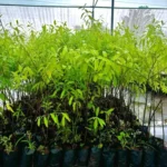 sandalwood Plant/Chandan plant(red/white)