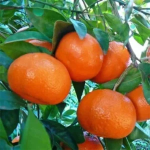 Afourer Mandarin (also known as W. Murcott Afourer or Nadorcott)