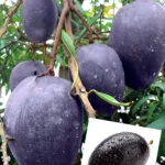 Hong Siang Black Dragon(BLACK DRAGAN) MANGO