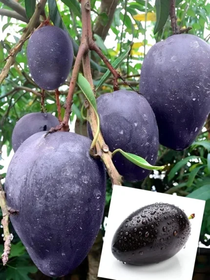 Hong Siang Black Dragon(BLACK DRAGAN) MANGO