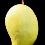 TEJC MANGO (Sri Lanka)