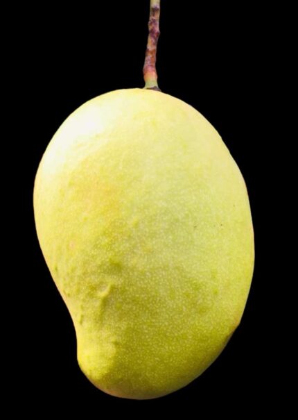 TEJC MANGO (Sri Lanka)