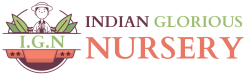 INDIAN GLORIOUS NURSERY